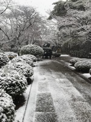 雪の豪徳寺