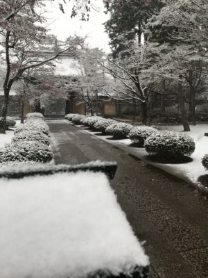 雪の豪徳寺