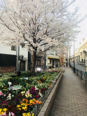豪徳寺駅前の桜