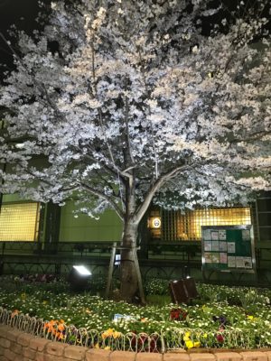 豪徳寺の夜桜